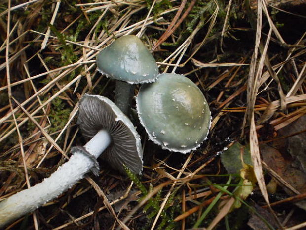 golierovka zelenomodrá Stropharia caerulea Kreisel