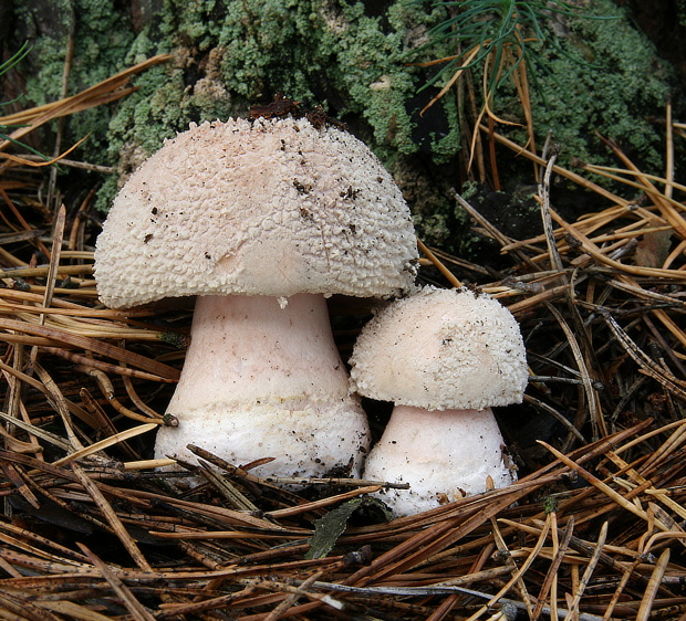 muchotrávka červenkastá Amanita rubescens Pers.