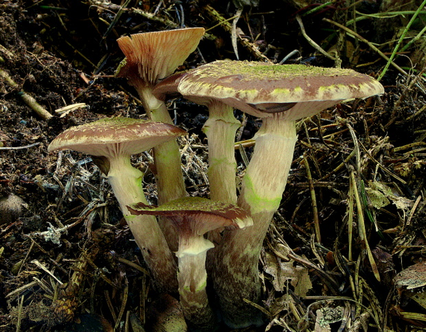 podpňovka drobná Armillaria cepistipes Velen.