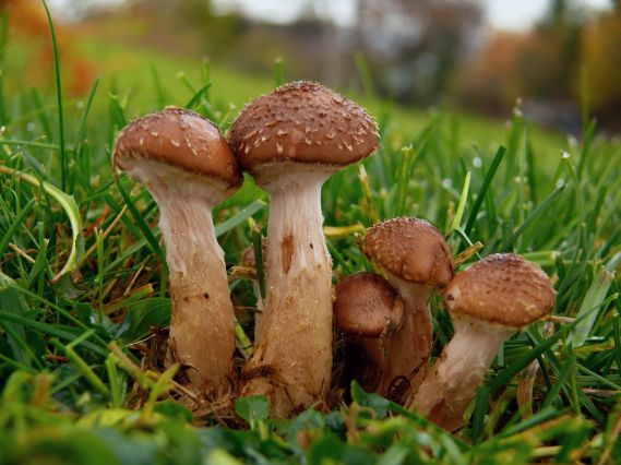 podpňovka Armillaria sp.