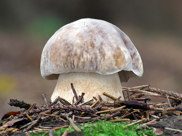 hríb smrekový Boletus edulis Bull.