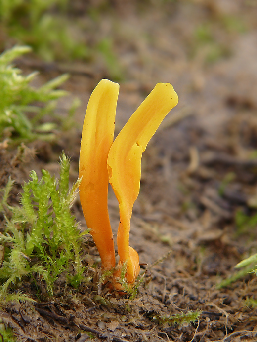 pakonárovka Clavulinopsis sp.