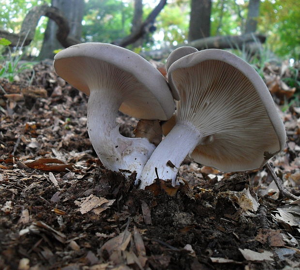 strmuľka inovaťová Clitocybe nebularis (Batsch) P. Kumm.