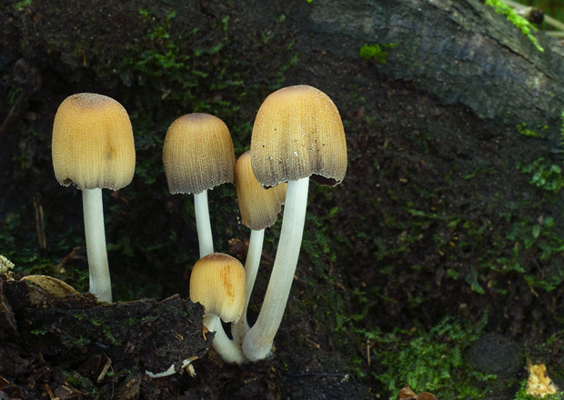 hnojník Coprinellus sp.