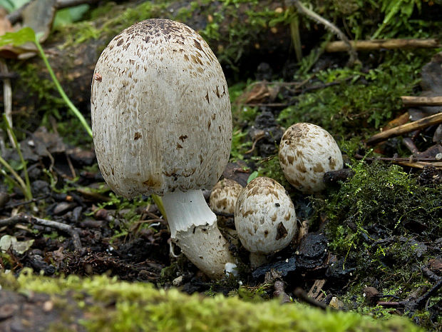 hnojník Romagnesiho Coprinopsis romagnesiana (Singer) Redhead, Vilgalys & Moncalvo