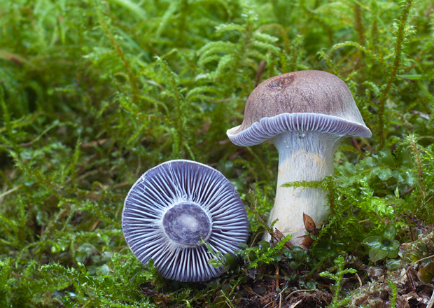 pavučinovec Cortinarius sp.