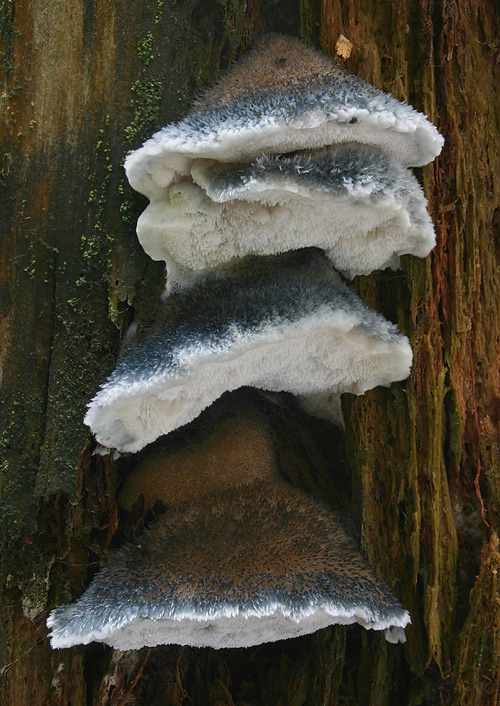 šťavnatec modrastý Cyanosporus caesius (Schrad.) McGinty