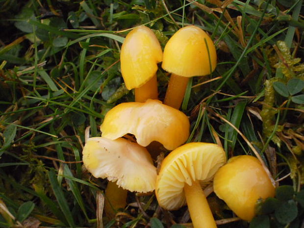 lúčnica citrónovožltá Hygrocybe chlorophana (Fr.) Wünsche