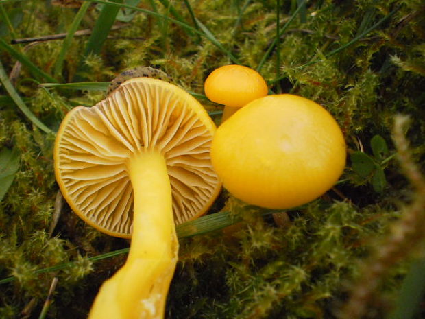 lúčnica citrónovožltá Hygrocybe chlorophana (Fr.) Wünsche