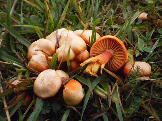 lúčnica šarlátová Hygrocybe coccinea (Schaeff.) P. Kumm.