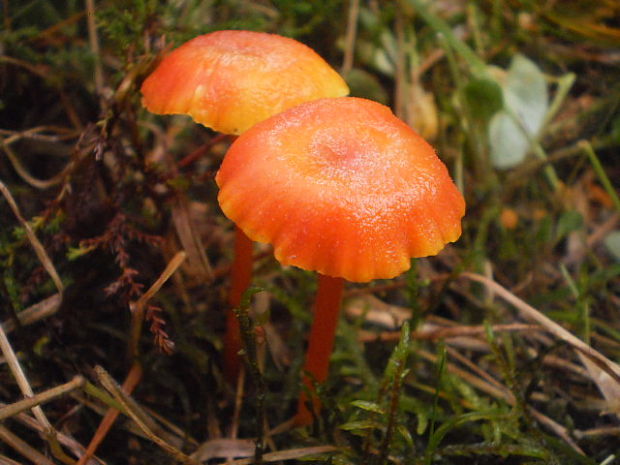 lúčnica kuriatkovitá Hygrocybe lepida Arnolds