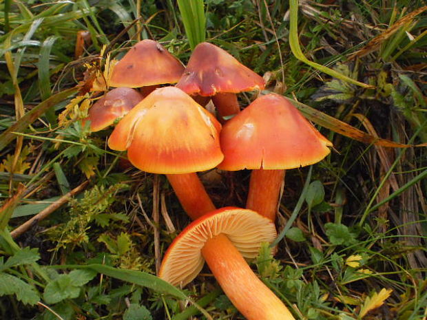 lúčnica granátovočervená Hygrocybe punicea (Fr.) P. Kumm.