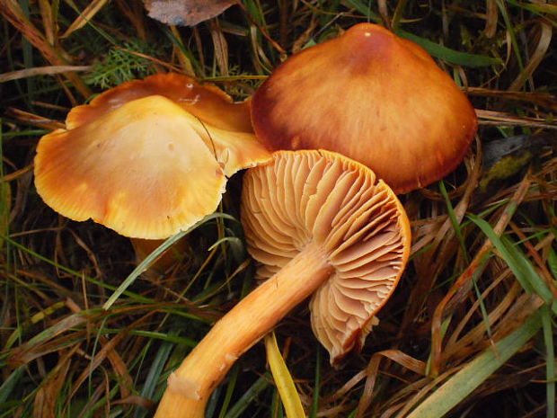 lúčnica granátovočervená Hygrocybe punicea (Fr.) P. Kumm.