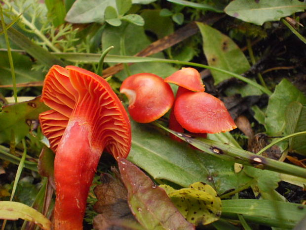 lúčnica Hygrocybe sp.