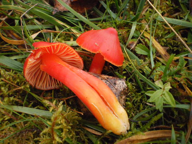 lúčnica nádherná Hygrocybe splendidissima (P.D. Orton) M.M. Moser