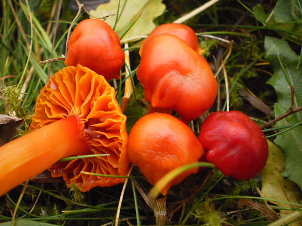 lúčnica Hygrocybe substrangulata (Peck) P.D. Orton & Watling