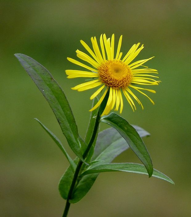 oman vŕbolistý Inula salicina L.