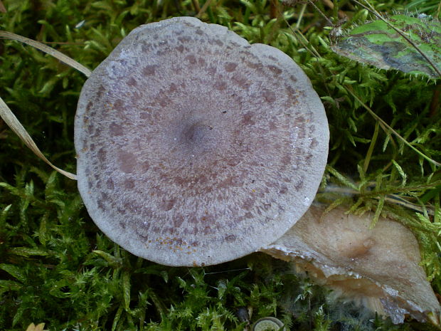 rýdzik kokosový Lactarius mammosus Fr.