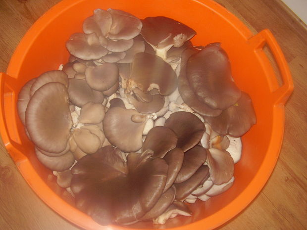 hliva ustricovitá Pleurotus ostreatus (Jacq.) P. Kumm.