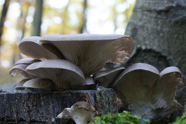 hliva ustricovitá Pleurotus ostreatus (Jacq.) P. Kumm.