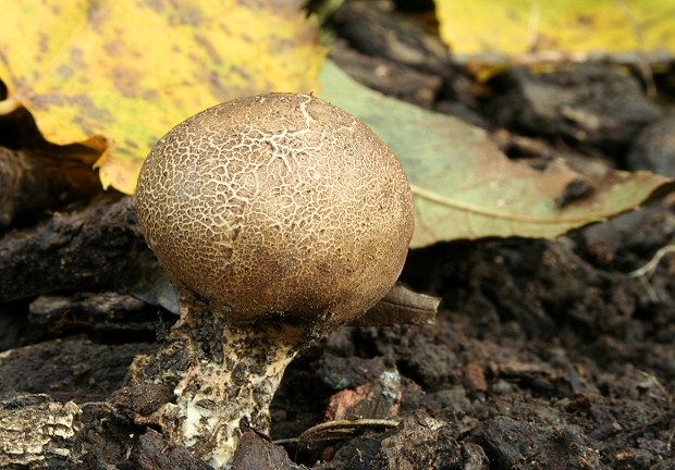 pestrec obyčajný Scleroderma citrinum Pers.