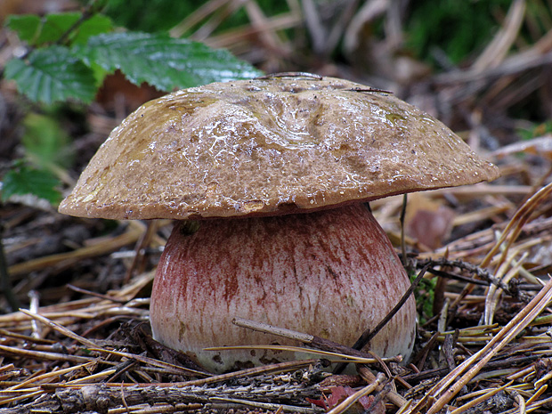 hríb zrnitohlúbikový Sutorius luridiformis (Rostk.) G. Wu & Zhu L. Yang