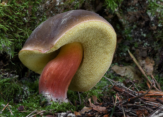 suchohríbnik zamatový Xerocomellus pruinatus (Fr. & Hök) Šutara