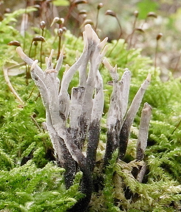 drevnatec parohatý Xylaria hypoxylon (L.) Grev.