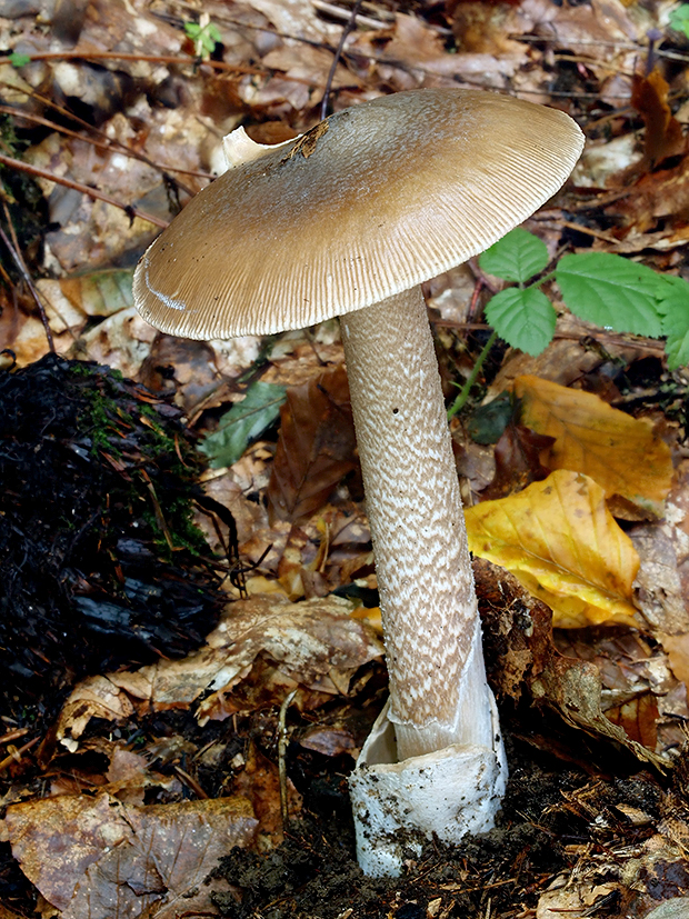 muchotrávka umbrovožltá Amanita battarrae (Boud.) Bon