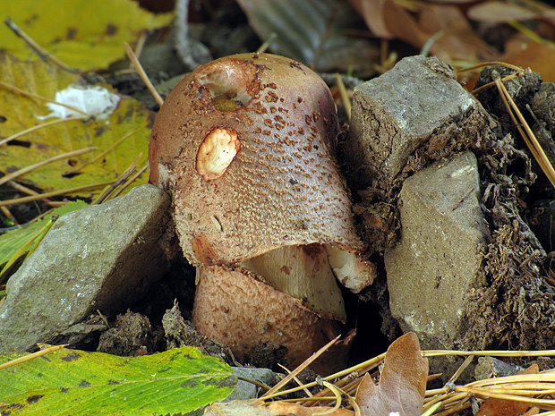 muchotrávka červenkastá Amanita rubescens Pers.