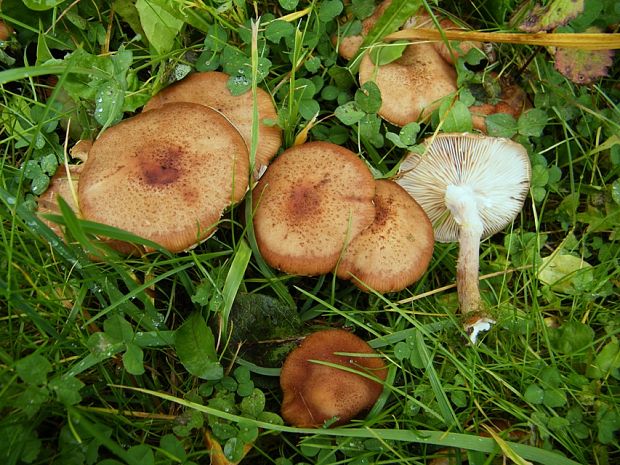 podpňovka obyčajná Armillaria mellea (Vahl) P. Kumm.