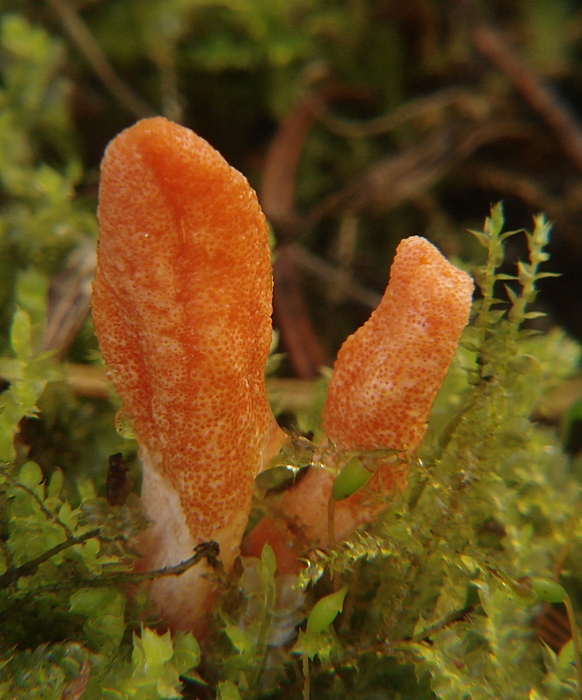 žezlovka hmyzová Cordyceps militaris (Fr.) Link