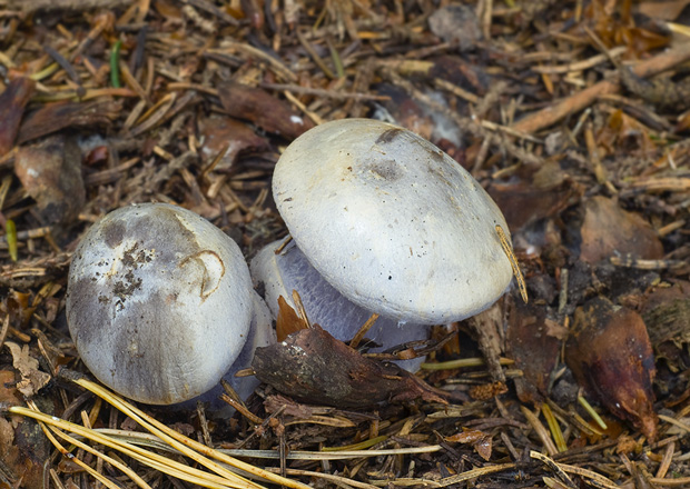 pavučinovec Cortinarius sp.