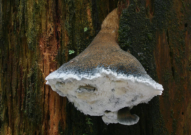 šťavnatec modrastý Cyanosporus caesius (Schrad.) McGinty