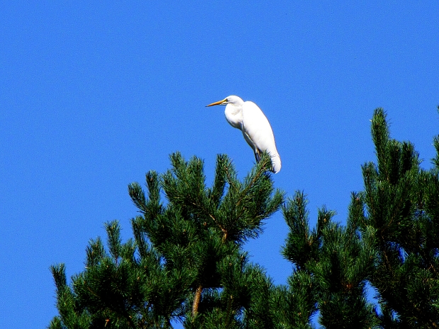 volavka biela-volavka bílá  Egretta alba