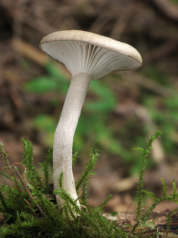 šťavnačka voňavá Hygrophorus agathosmus (Fr.) Fr.