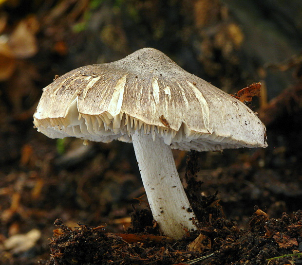 vláknica hviezdicovovýtrusná Inocybe asterospora Quél.