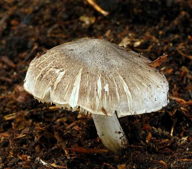 vláknica hviezdicovovýtrusná Inocybe asterospora Quél.