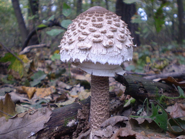 bedľa vysoká Macrolepiota procera (Scop.) Singer