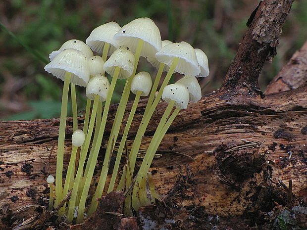 prilbička slizká Mycena epipterygia (Scop.) Gray