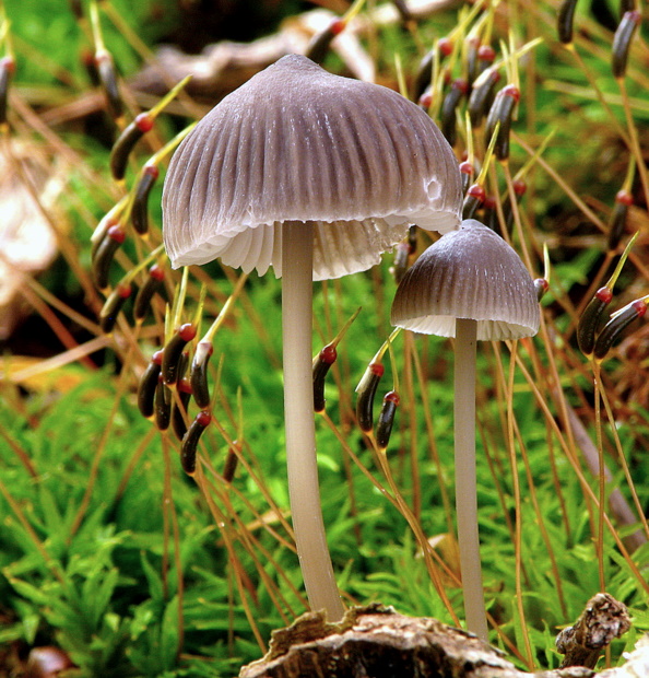 prilbička jódová Mycena filopes (Bull.) P. Kumm.