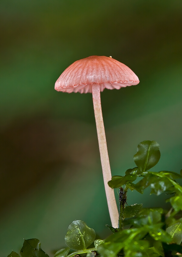 prilbička ružová Mycena rosella (Fr.) P. Kumm.