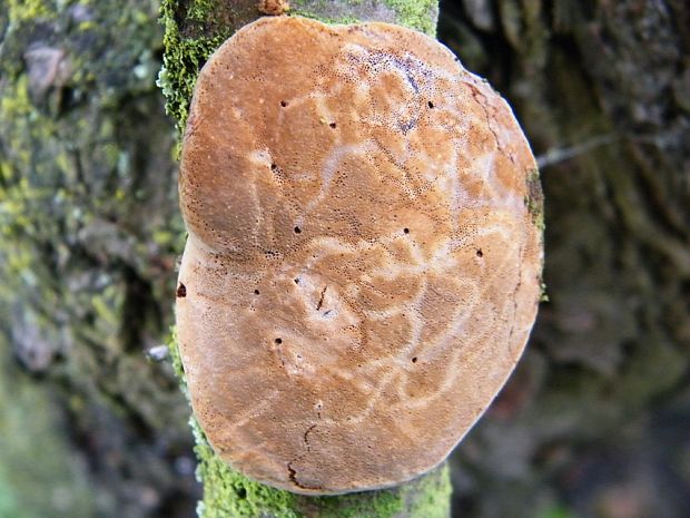 ohňovec slivkový Phellinus pomaceus (Pers.) Maire