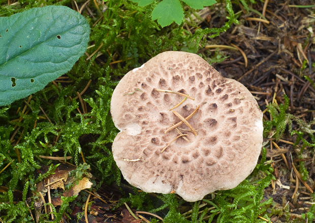 jelenkovec škridlicovitý Sarcodon imbricatus (L.) P. Karst.