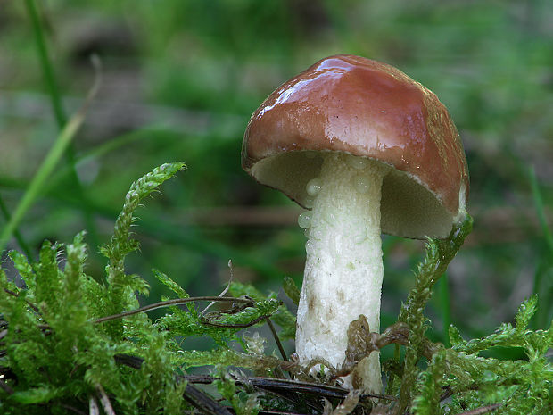 masliak zrnitý Suillus granulatus (L.) Roussel