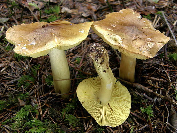 čírovka zelenkastá Tricholoma equestre (L.) P. Kumm.