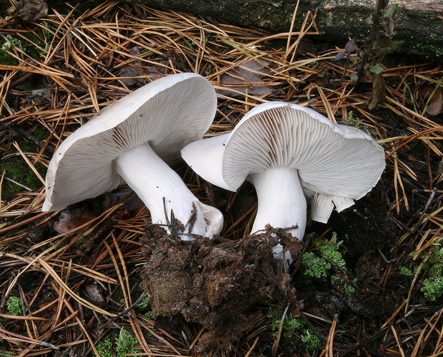 čírovka mydlová Tricholoma saponaceum (Fr.) P. Kumm.