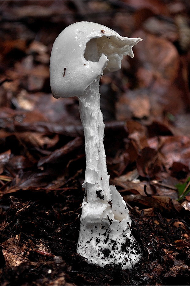 muchotrávka končistá Amanita virosa Bertill.