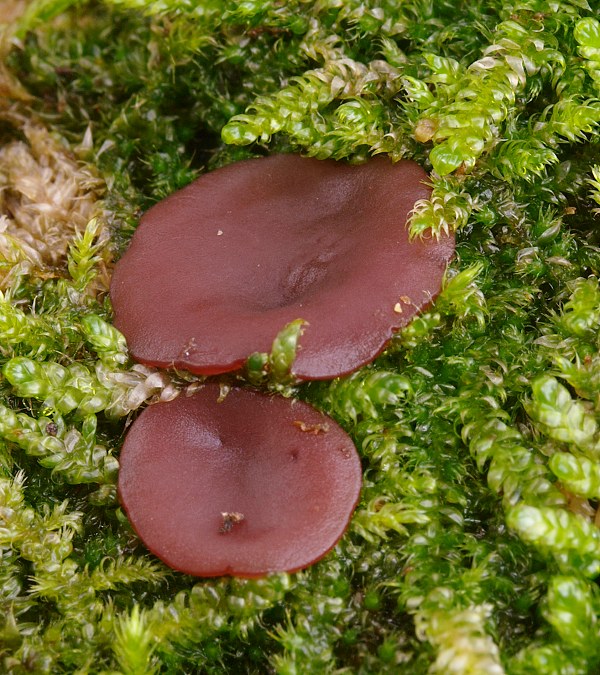 vrtidlovka Ascocoryne sp.