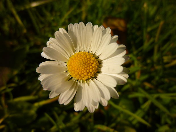 sedmokráska obyčajná  Bellis perennis L.